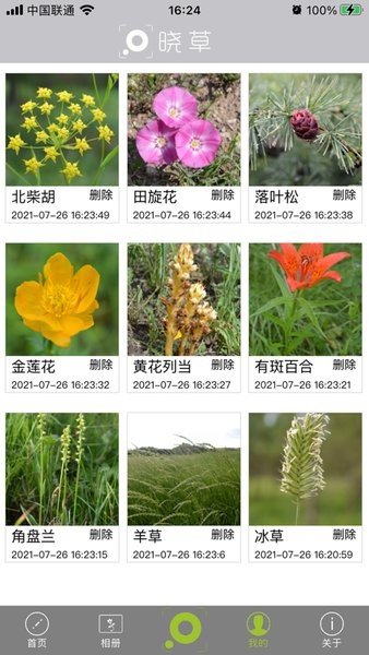 晓草草原植物识别