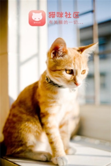 猫咪社区
