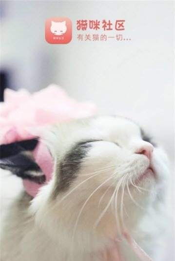 猫咪社区