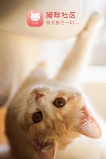猫咪社区