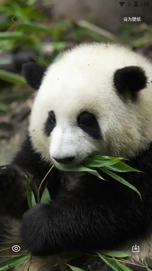 景深壁纸