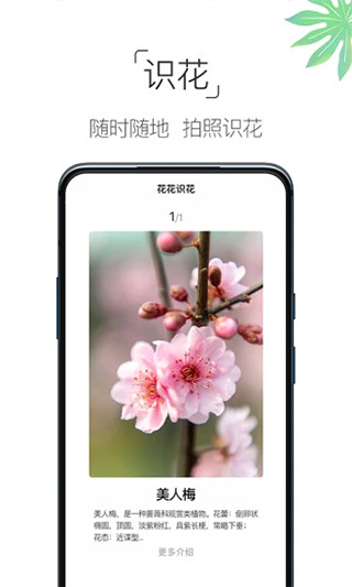 养花大全